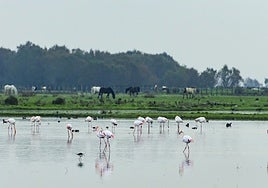Investigadores de la Universidad de Sevilla ponen fecha a la desaparición de Doñana