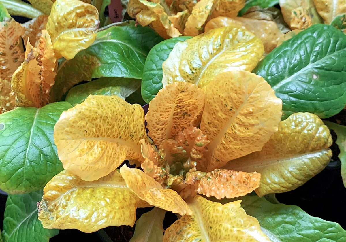 Imagen de la lechuga dorada diseñada por investigadores de la UPV