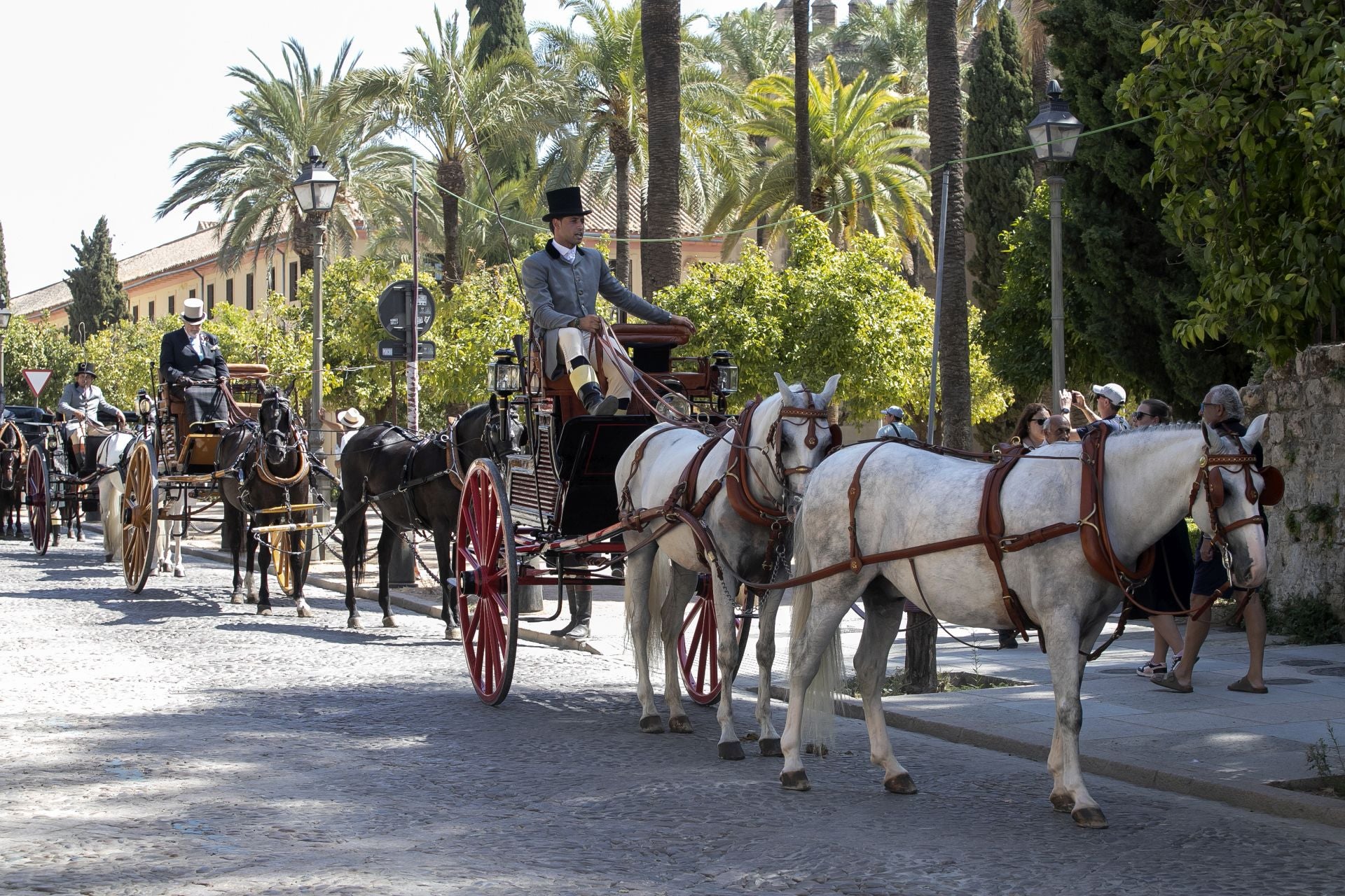 Fotos: el concurso de atalajes de tradición en Córdoba