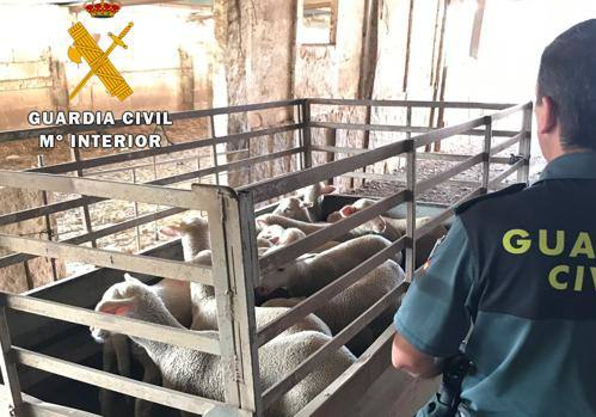 Un agente de la Guardia Civil durante una inspección a una explotación ganadera