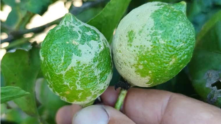 Cítricos manchados por efecto del trip sudafricano importado a Europa, en una foto facilitada por Asaja-Alicante