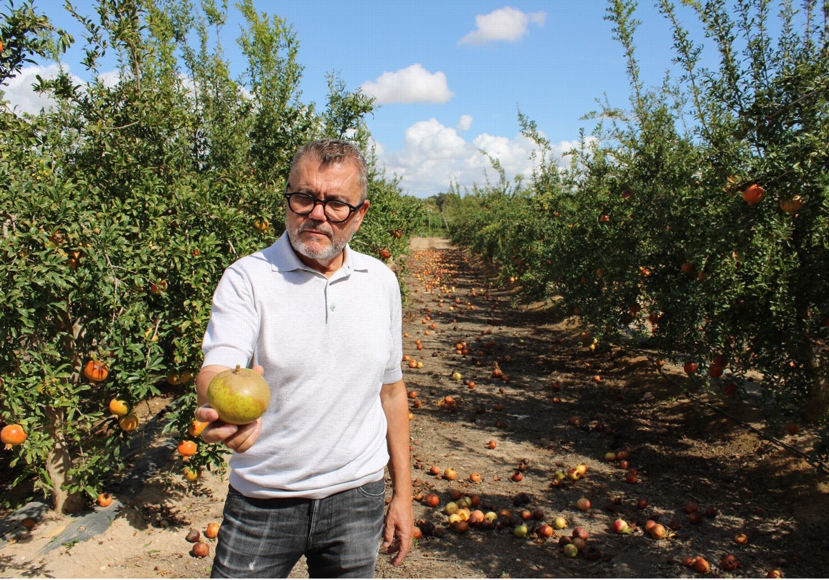 El presidente de la Denominación de Origen Protegida de la Granada Mollar de Elche, Francisco Oliva, muestra frutos afectados por la plaga