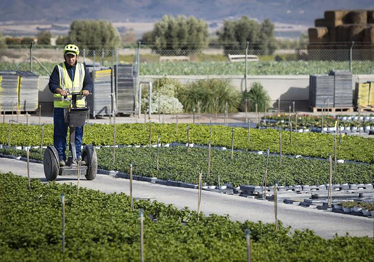 Explotación agraria en la Vega Baja del Segura