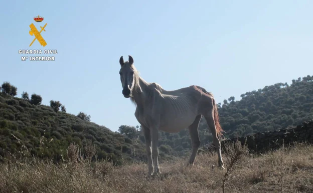 Investigado por encontrar en su finca en Salamanca varios caballos en «extrema desnutrición»