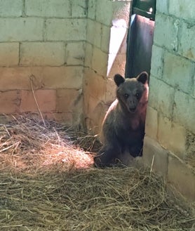 Imagen secundaria 2 - Dos celadores forestales les llevan comida que les lanzan desde el otro lado del muro. También les ponen agua. En la última imagen, Cova dentro del habitáculo en el que está el depósito