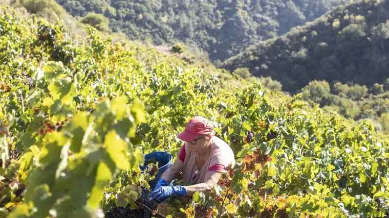 Vendimiadora entre las parras de una finca en la parroquia de Doade, Sober (Lugo)