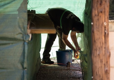 Imagen secundaria 1 - Dos celadores forestales les llevan comida que les lanzan desde el otro lado del muro. También les ponen agua. En la última imagen, Cova dentro del habitáculo en el que está el depósito