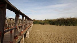 Un estudio del CSIC descubre pesticidas ilegales en las Tablas de Daimiel