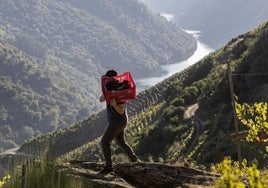 Sudor y canas mantienen viva la viticultura heroica en la Ribeira Sacra