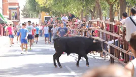 Un herido por asta de toro durante los encierros de Almodóvar del Campo