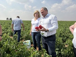 La Junta abonará antes del 15 de octubre 6,1 millones a las organizaciones de productores de frutas y hortalizas