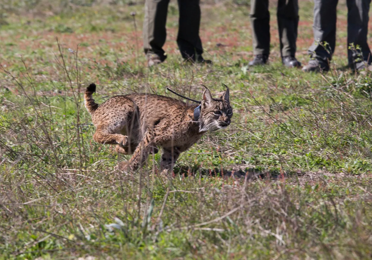 Un ejemplar de lince ibérico en una suelta de ejemplares en Andalucía