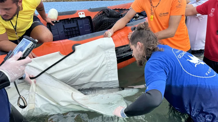 Imagen de los técnicos del Oceanogràfic junto al tiburón