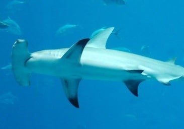 Un tiburón martillo ataca y aterroriza a un piragüista en las aguas de Canarias