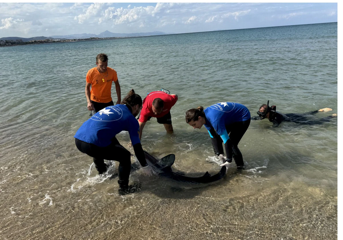 Imagen de las tareas de rescate del tiburón