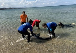 Hallan muerto al tiburón que sobresaltó a los bañistas de la playa de Denia por el ataque de un pez espada