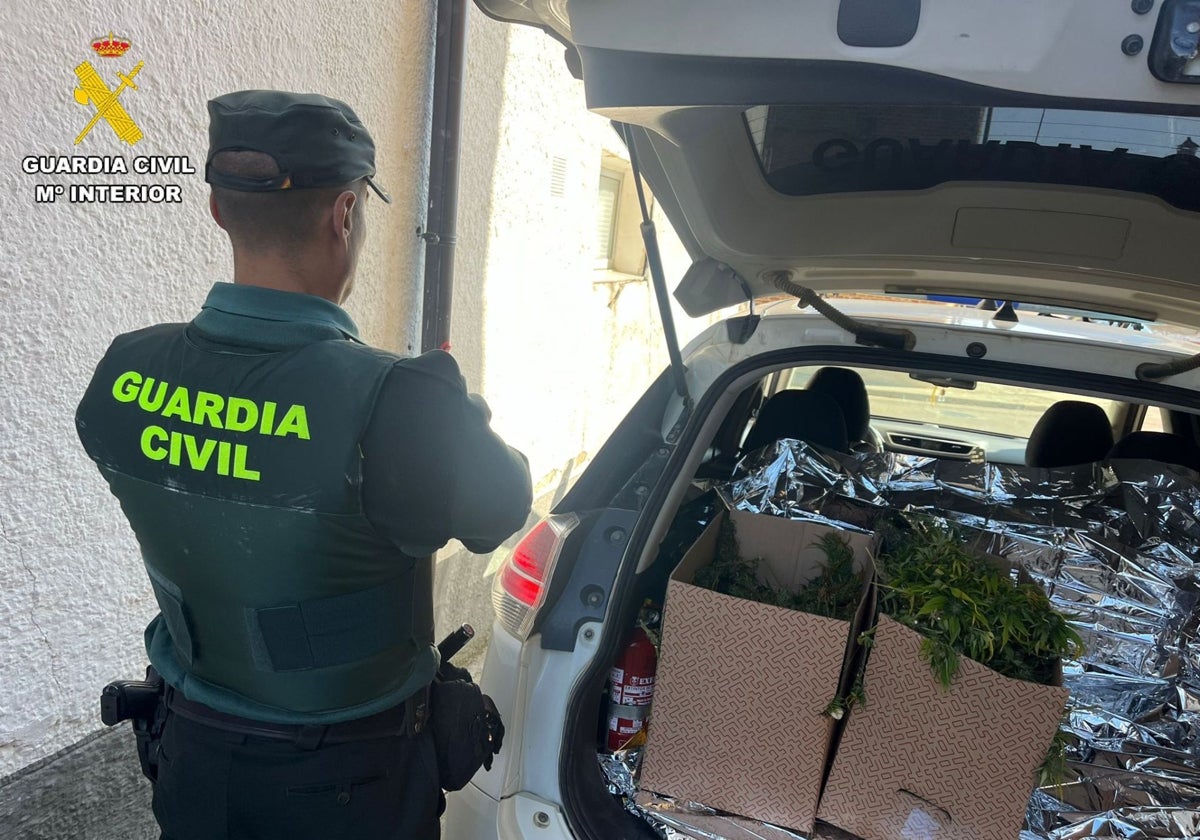 Marihuana intervenida por la Guardia Civil a un joven de Carrión de los Condes (Palencia)