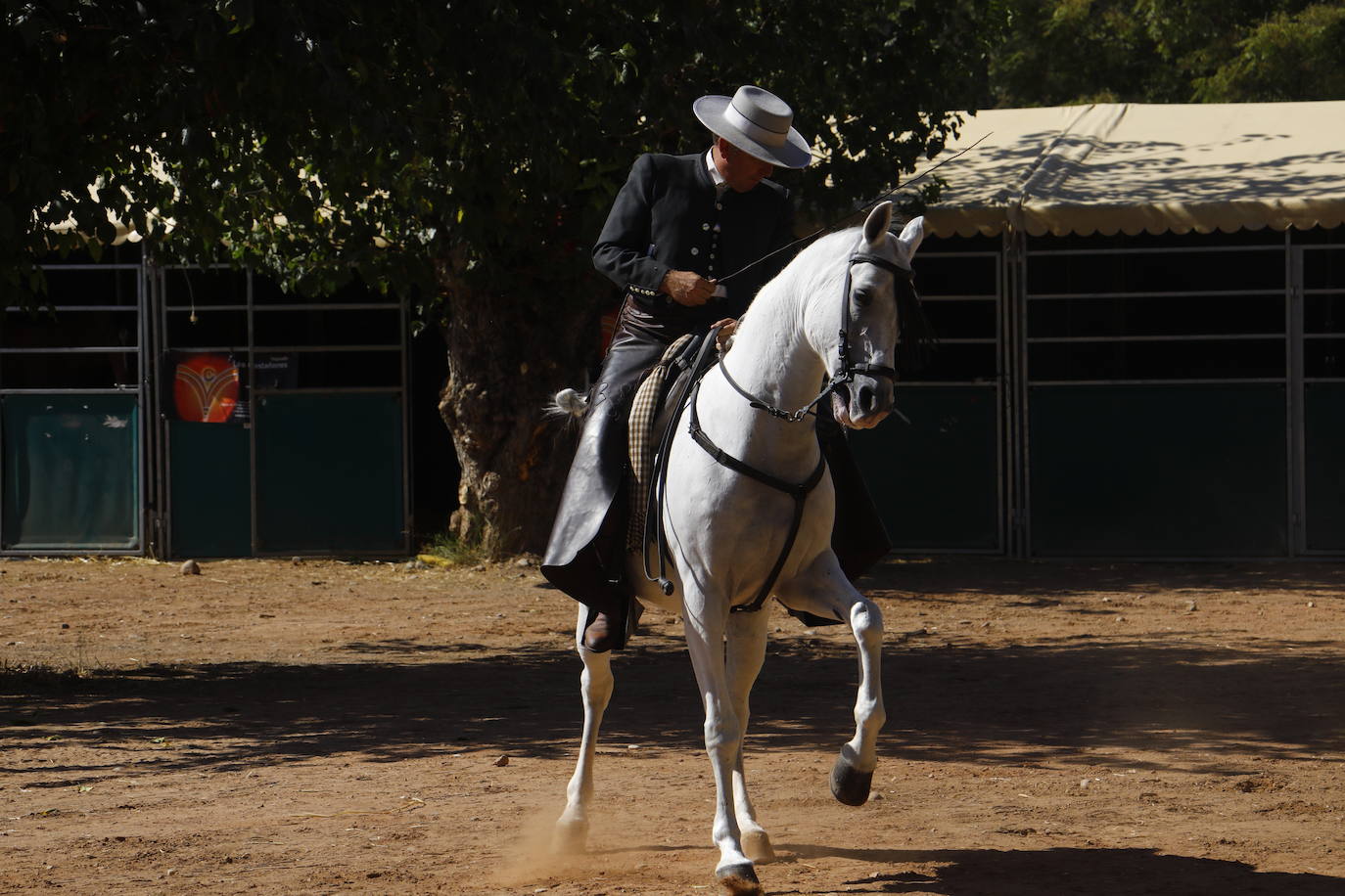 Fotos: el Concurso Morfológico de Pura Raza, en Caballerizas Reales