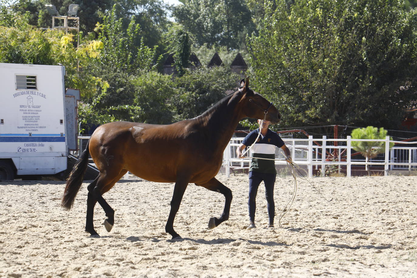 Fotos: el Concurso Morfológico de Pura Raza, en Caballerizas Reales