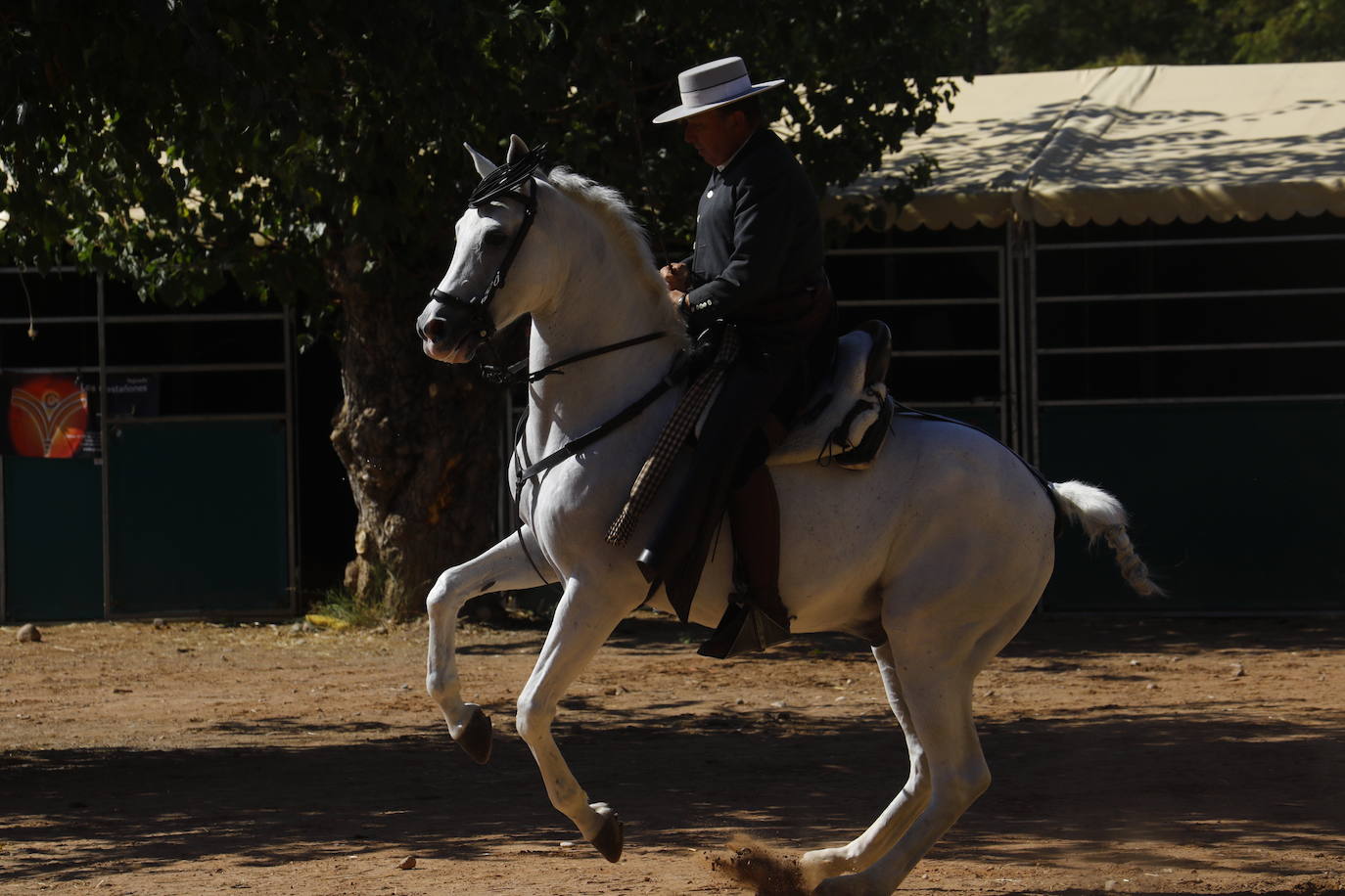 Fotos: el Concurso Morfológico de Pura Raza, en Caballerizas Reales