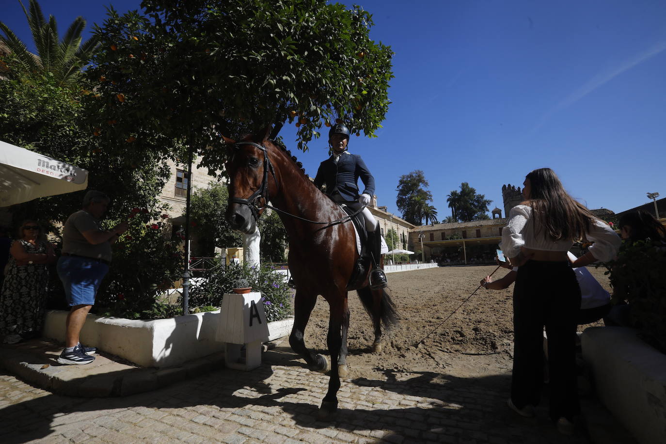 Fotos: el Concurso Morfológico de Pura Raza, en Caballerizas Reales