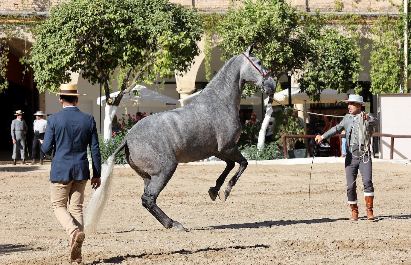 En imágenes, estética y excelencia en el Concurso Morfológico de Pura Raza en Cabalcor