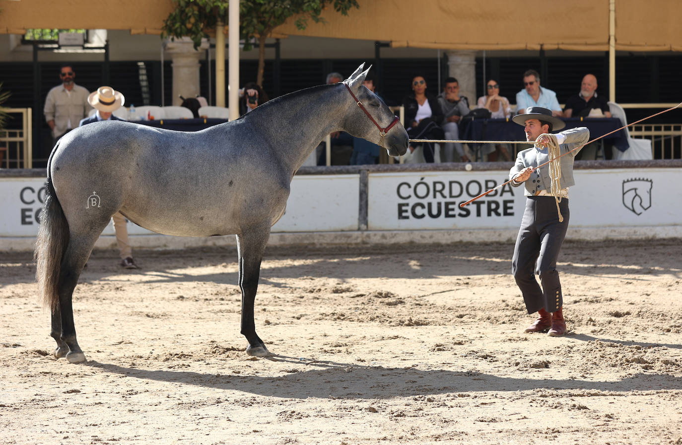 En imágenes, estética y excelencia en el Concurso Morfológico de Pura Raza en Cabalcor