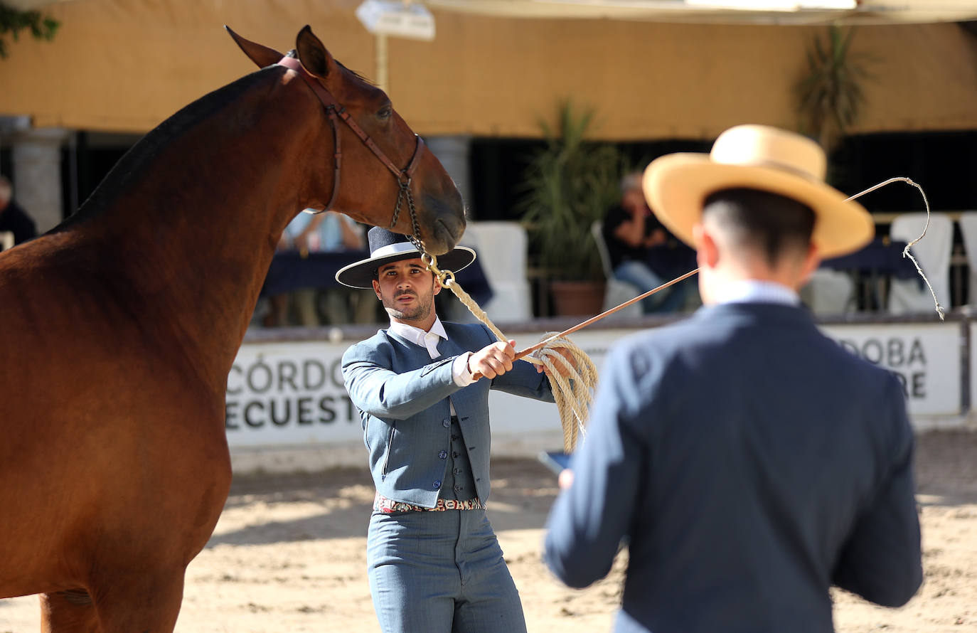 En imágenes, estética y excelencia en el Concurso Morfológico de Pura Raza en Cabalcor