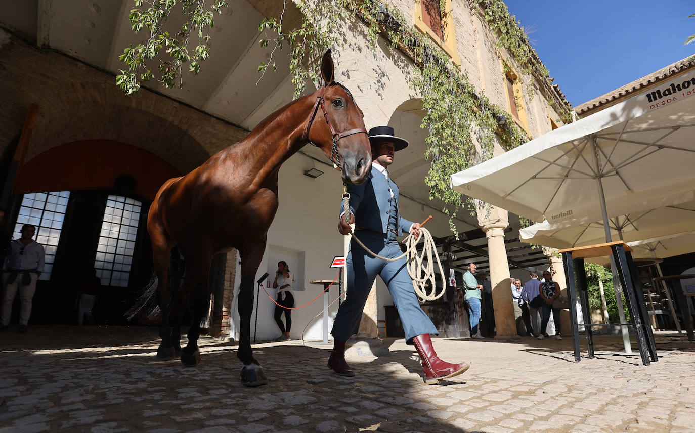 En imágenes, estética y excelencia en el Concurso Morfológico de Pura Raza en Cabalcor