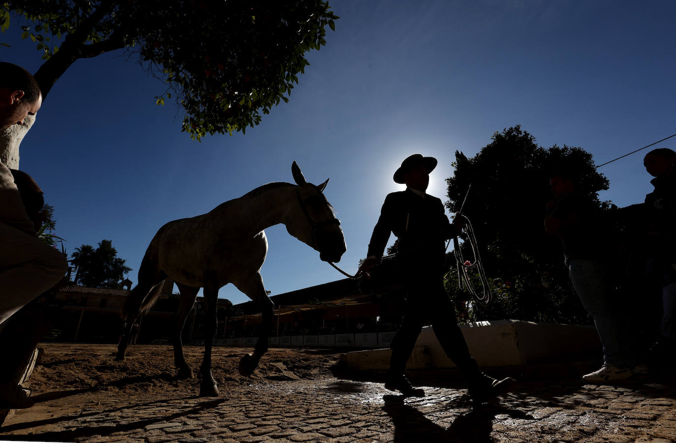 En imágenes, estética y excelencia en el Concurso Morfológico de Pura Raza en Cabalcor