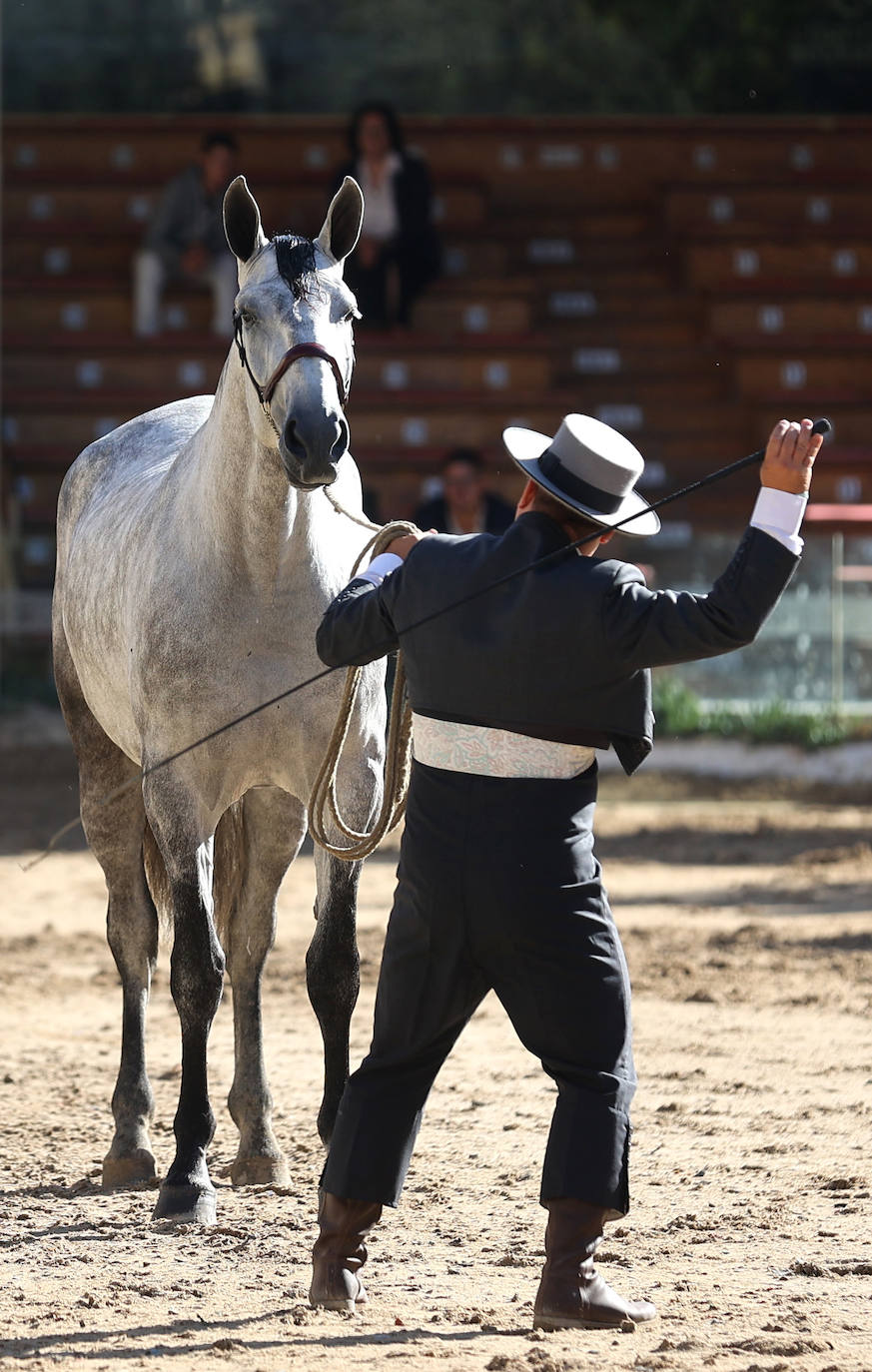 En imágenes, estética y excelencia en el Concurso Morfológico de Pura Raza en Cabalcor