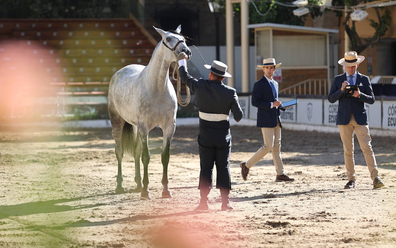 En imágenes, estética y excelencia en el Concurso Morfológico de Pura Raza en Cabalcor