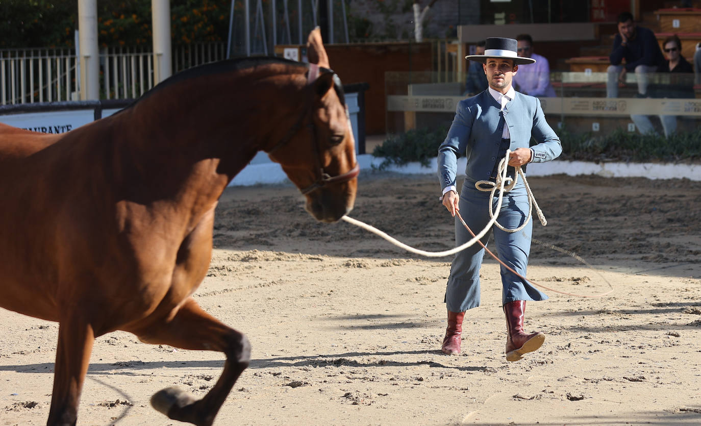 En imágenes, estética y excelencia en el Concurso Morfológico de Pura Raza en Cabalcor