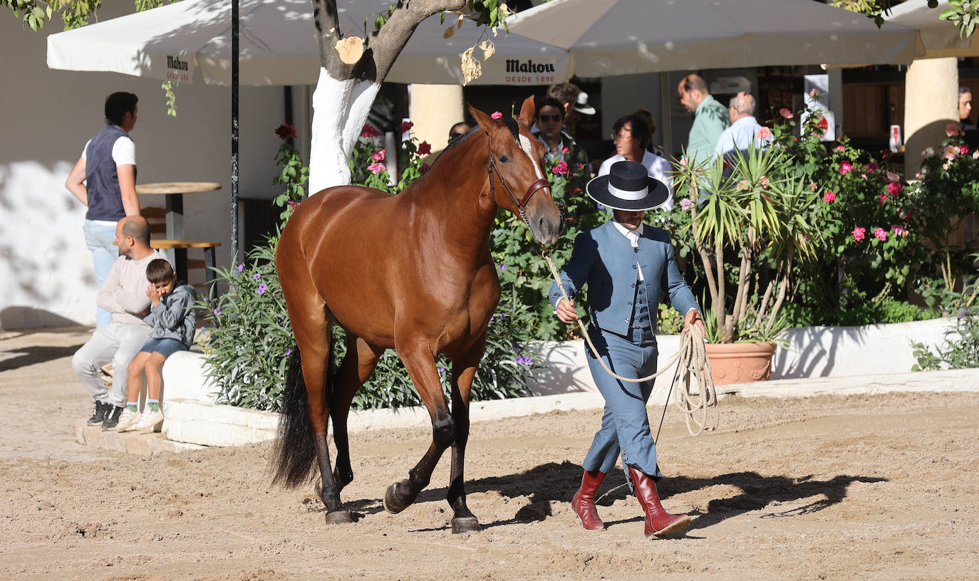 En imágenes, estética y excelencia en el Concurso Morfológico de Pura Raza en Cabalcor