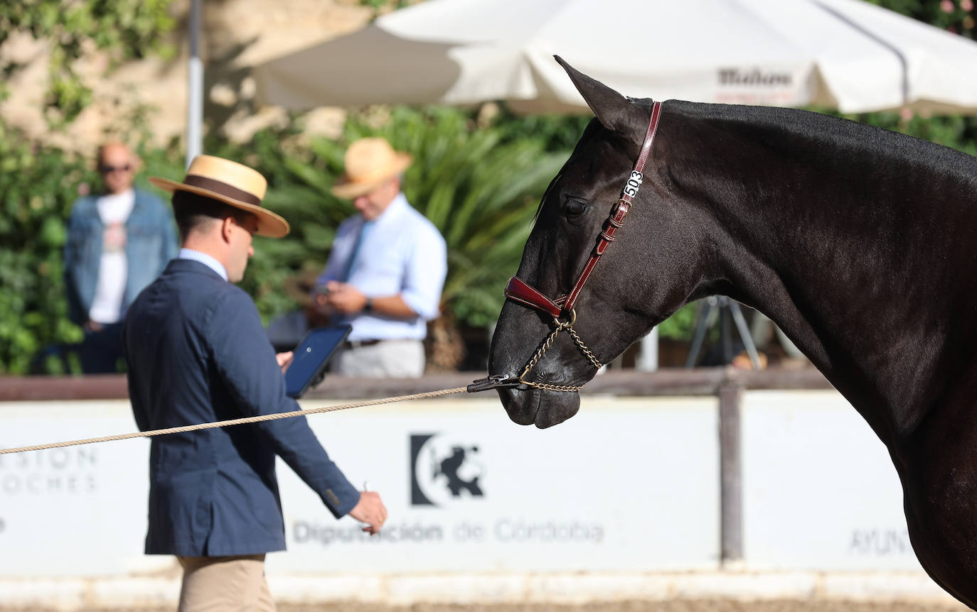 En imágenes, estética y excelencia en el Concurso Morfológico de Pura Raza en Cabalcor