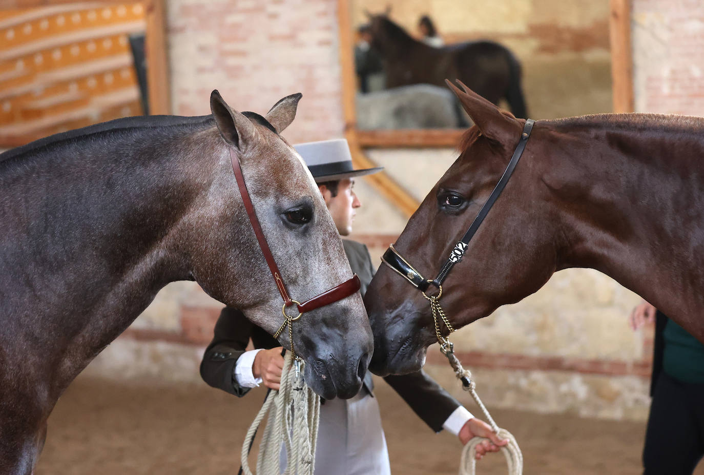 En imágenes, estética y excelencia en el Concurso Morfológico de Pura Raza en Cabalcor