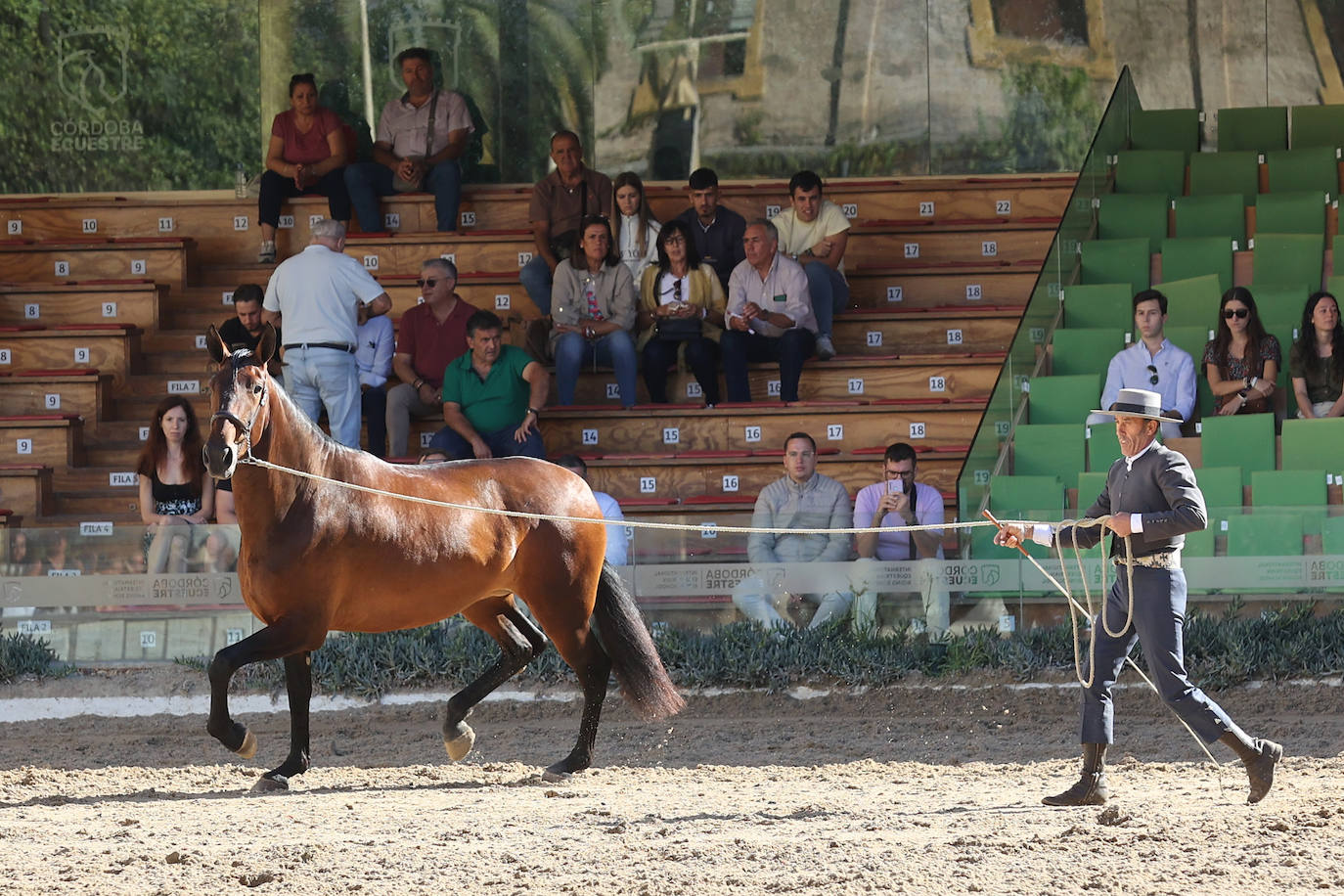 En imágenes, estética y excelencia en el Concurso Morfológico de Pura Raza en Cabalcor