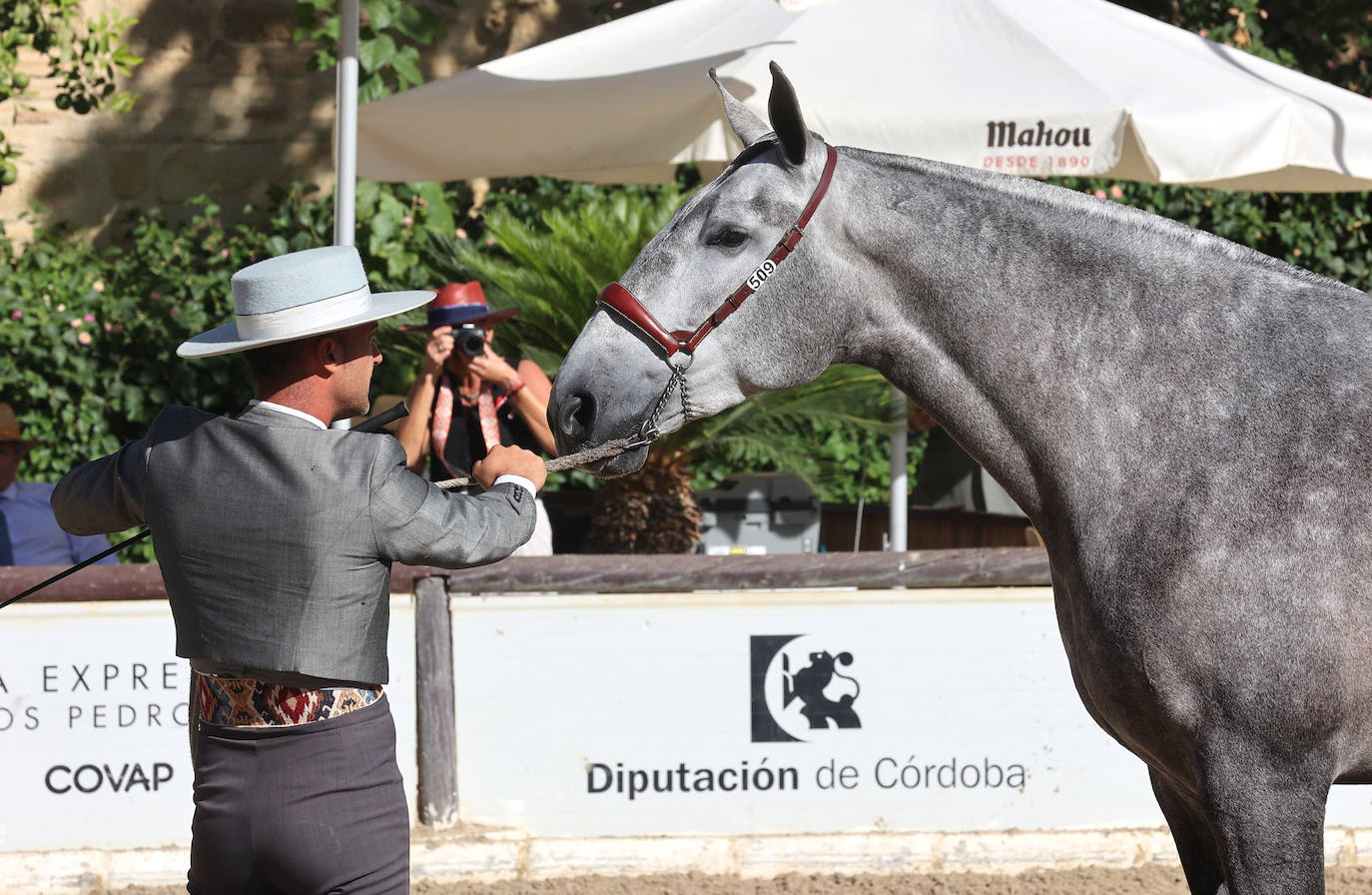 En imágenes, estética y excelencia en el Concurso Morfológico de Pura Raza en Cabalcor