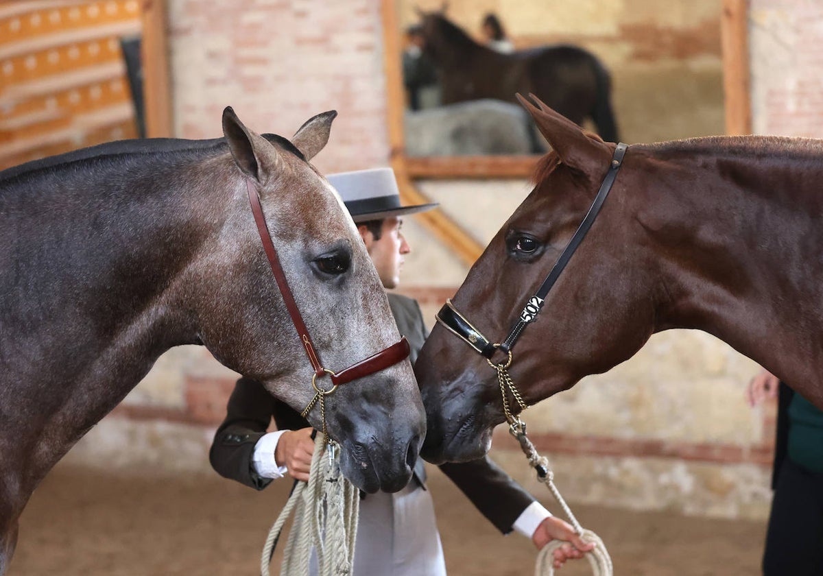 En imágenes, estética y excelencia en el Concurso Morfológico de Pura Raza en Cabalcor