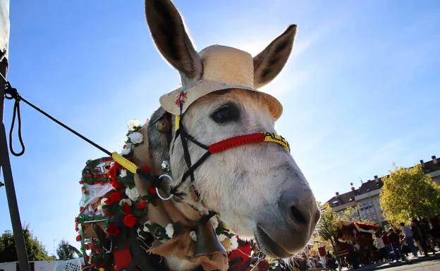 Uno de los animales que ha participado en el desfile de los carros engalanados