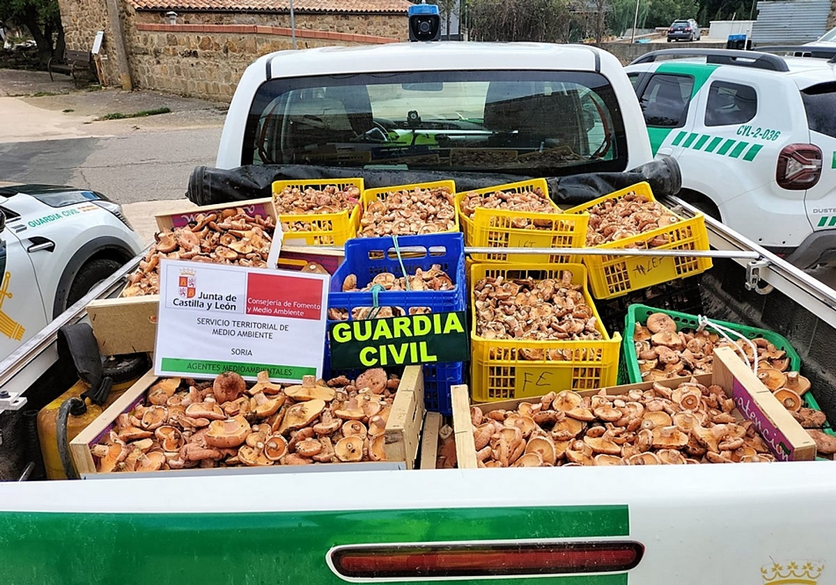 Imagen de parte de las setas recogidas ilegalmente y decomisadas en los montes de Soria