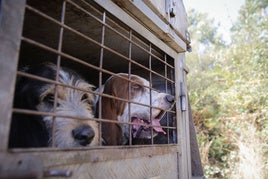 Un menor de Pereiro de Aguiar (Orense) es atacado por una jauría de perros de caza