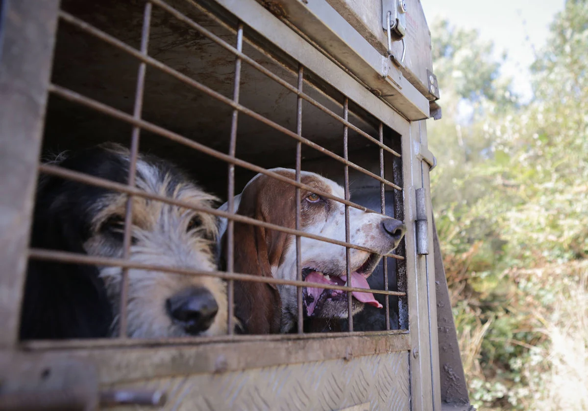 Perros de caza en imagen de archivo