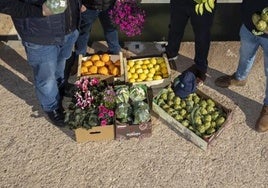 «Un drama para miles de familias por culpa del Gobierno»: la mitad de las hortalizas de invierno plantadas en el Segura se perderán sin agua