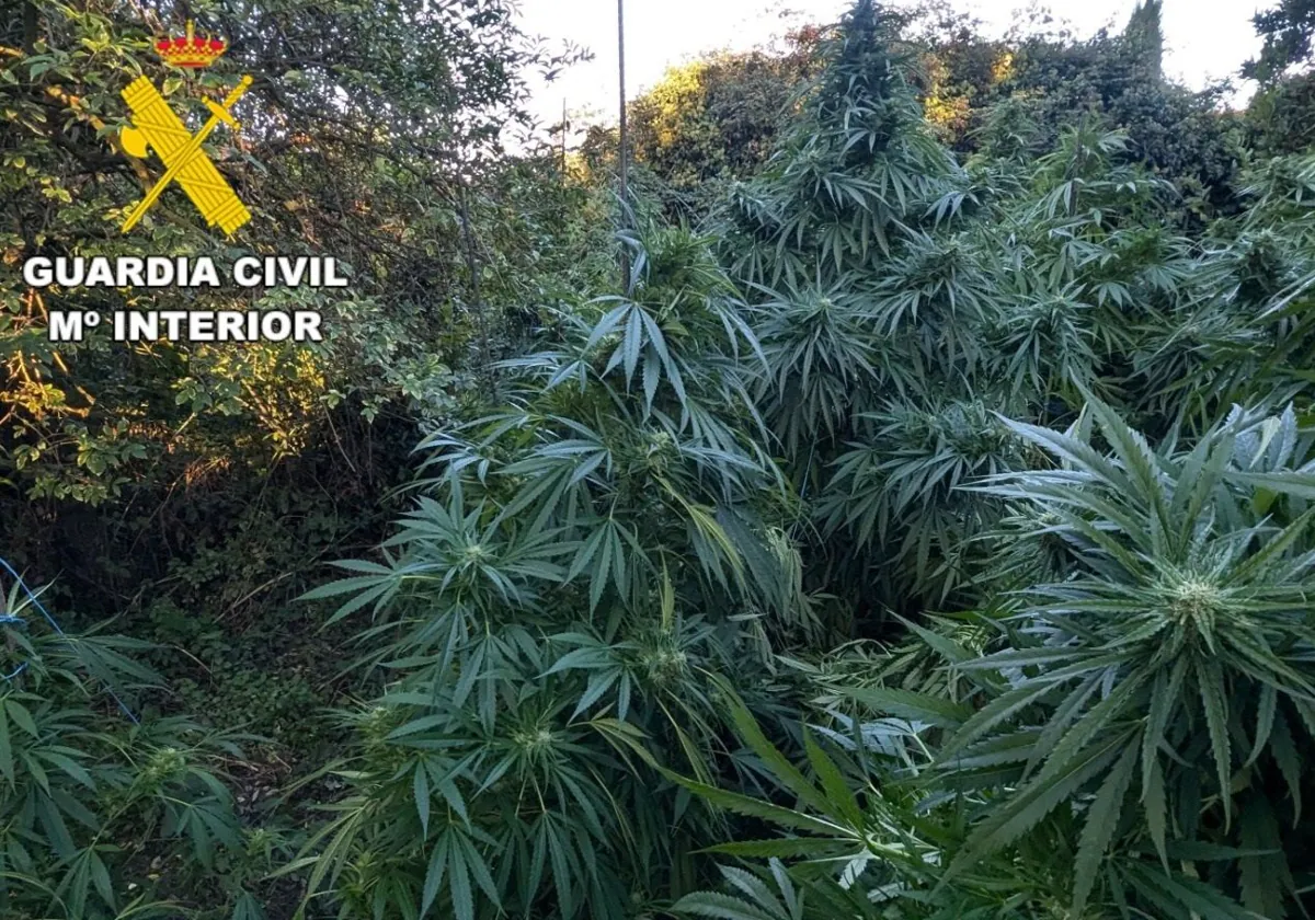 Parte de las plantas incautadas en la operación