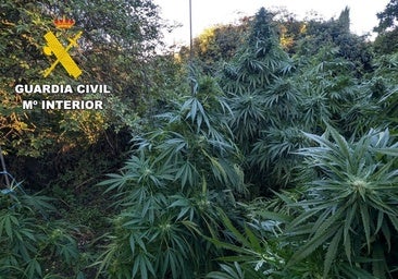 Dos veinteañeros detenidos en León tras descubrir una plantación con 120 kilos de marihuana