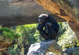 El fin del conmovedor duelo de la chimpancé Natalia: suelta el cadáver de su cría siete meses después