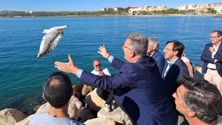 La gaviota reidora levanta el vuelo al recuperar la libertad