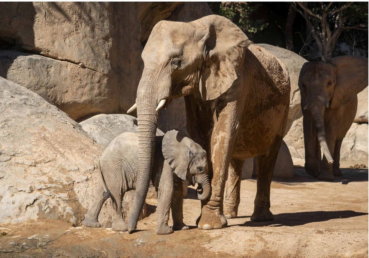 Los Bioparc instan a despertar la esencia animal de la especie humana