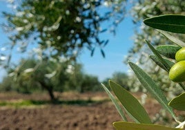 La producción de aceite de oliva se incrementará un 29% en Castilla-La Mancha